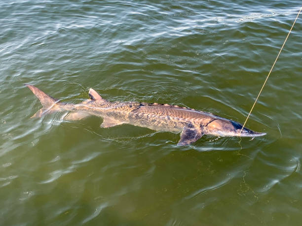 White sturgeon caught and released on the Columbia River near Astoria, Oregon Fishing for giant sturgeon sturgeon in Columbia River stock pictures, royalty-free photos & images