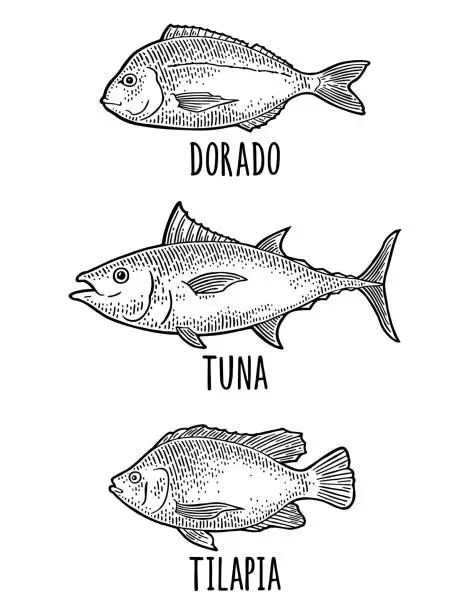 Vector illustration of Whole fresh fish tilapia, dorada, tuna. Vintage engraving black .