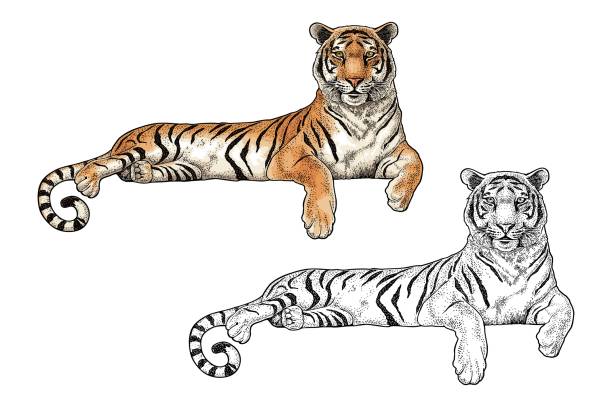 Lying tiger. Symbol Chinese 2022 new year. Vintage color engraving illustration for poster. Isolated on white background