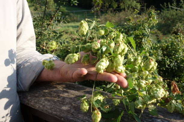 istock green hops in the summer 1357952938