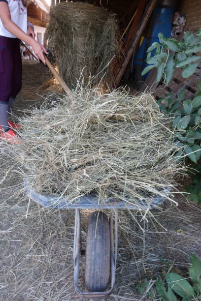 istock wheelbarrow for transporting and moving carriage 1357952939