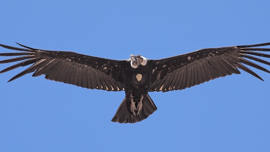 Close-up of an adult Andean Condor (Vultur gryphus), with its distinct black and white plumage and white collar, soaring against a blue sky in the Andes mountains of central Chile. The bird shows the distinctive, coloured skin and wattles of an older, adult bird and a yellow crop (stomach) full of food protrudes among the chest feathers.
