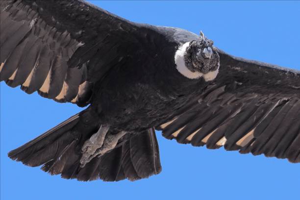 Close-up of an adult Andean Condor soaring in central Chile stock photo