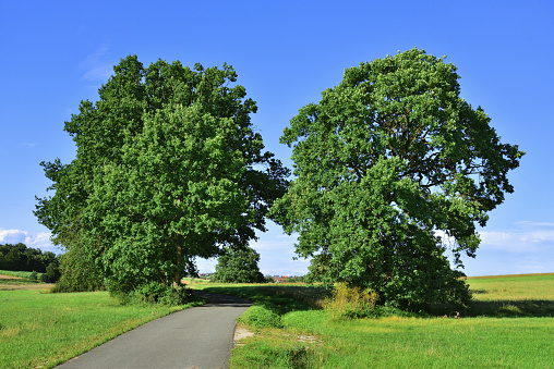 single lane road between two trees