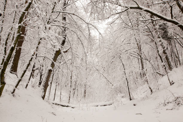 istock winter park with trees without foliage 1357956517