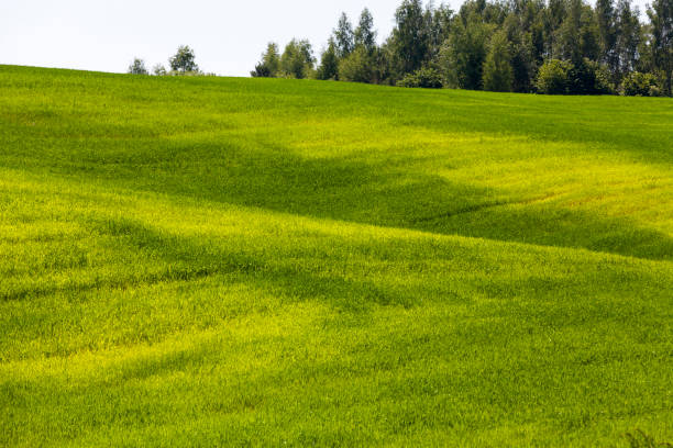 istock an agricultural field on which cereal plants are grown 1357956598