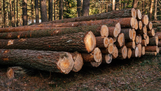 istock Sawed pine trees, stacked in stacks against background of forest, logging for production 1357958376