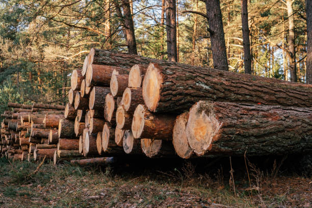 istock Sawed pine trees, stacked in stacks against background of forest, logging for production 1357958380