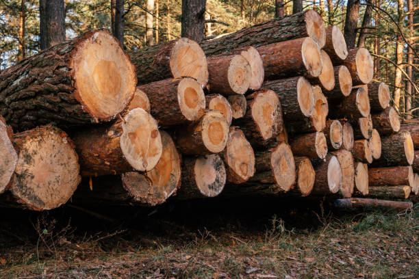istock Sawed pine trees, stacked in stacks against background of forest, logging for production 1357958382