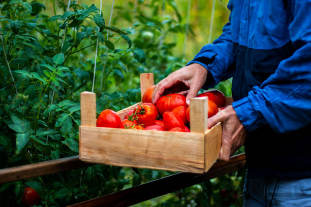 istock A farmer collecting organic tomato 1357960478