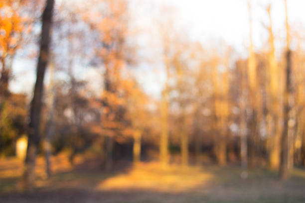 istock City park bokeh background 1357963553