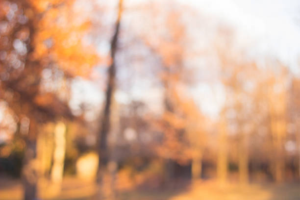 istock City park bokeh background 1357963633