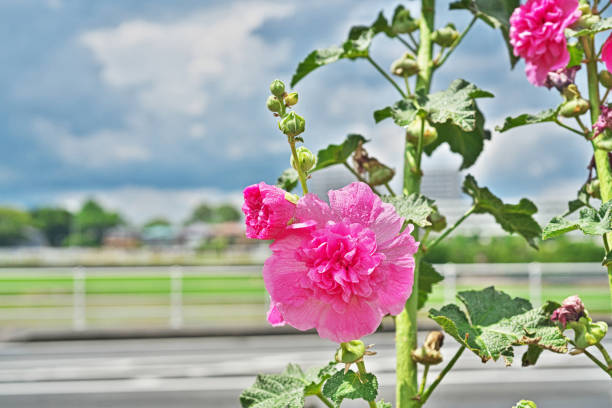 Flower of the HollyhockTachiaooi Flower