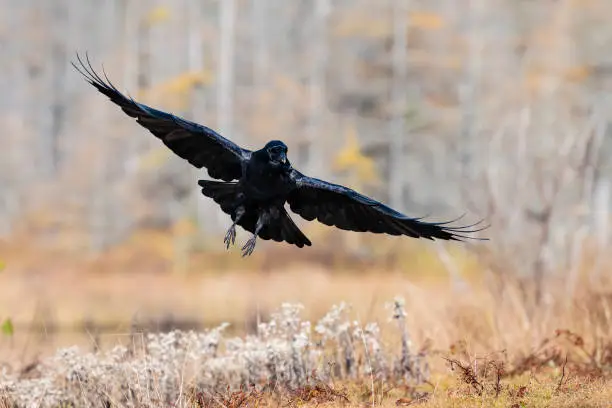 Photo of Raven in flight