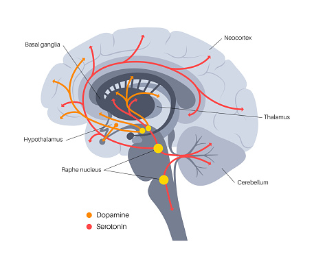 Dopamine and serotonin hormones pathway in human brain. Monoamine neurotransmitter. Modulating mood, learning and memory processes. Motivational component of reward, motor control vector illustration