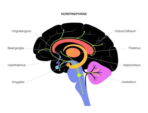 Vector illustration of Norepinephrine hormone pathway