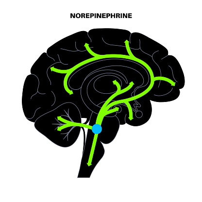 Norepinephrine hormones pathway in human brain. Noradrenaline or noradrenalin neurotransmitter concept. Mobilize brain and body for action. Stress, danger, fight or flight response vector illustration