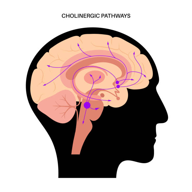 Acetylcholine cholinergic pathway Acetylcholine hormones pathway in human brain. Neuromodulator and neurotransmitter in the autonomic nervous system. Arousal, attention, memory and motivation function. Cholinergic vector illustration. caudate stock illustrations
