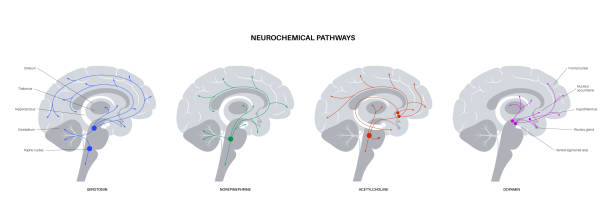 Neurochemical pathway diagram Neurochemical pathway in the brain anatomical poster. Serotonin, dopamine, acetylcholine and norepinephrine diagram. Neural activity in human body. Neurotransmitter function flat vector illustration. neurotransmitter stock illustrations