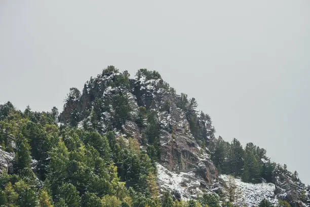 Scenic mountain landscape with sharp rocks on snowy hill with coniferous trees. Rocky pointy peak with trees on mountain top with forest in snow. Green spruces and yellow larches in autumn in snowfall