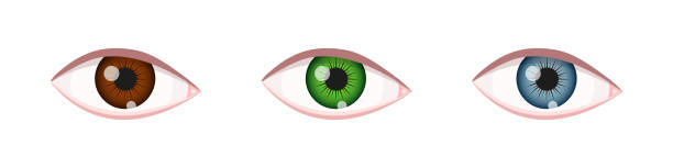 ilustrações de stock, clip art, desenhos animados e ícones de eyes of different colors. eyeballs with brown, green, blue iris. human organ of vision. vector realistic illustration - hazel eyes