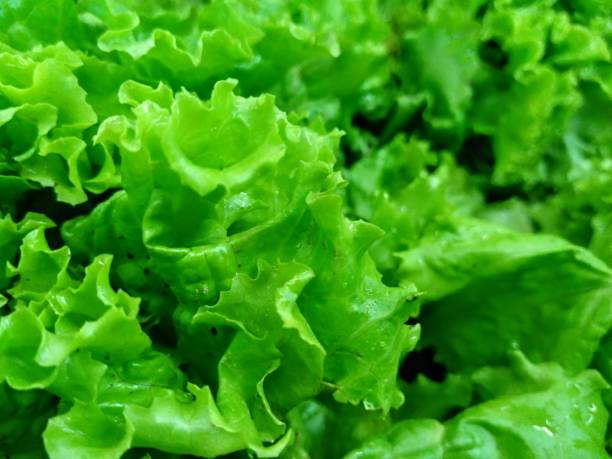 istock very fresh green lettuce and ready to harvest 1357969412
