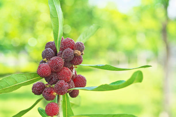 Fruit of the Myrica rubraYamamomo Fruit