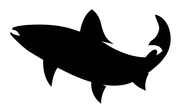 black salmon shape drawing, vector black salmon shape drawing on white background fish salmon silhouette fishing stock illustrations