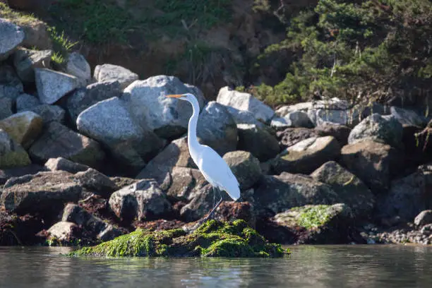 Photo of White Egret in Elkhorn Slough standing on green kelp rock at Moss Landing north of Monterey on the central coast of California United States