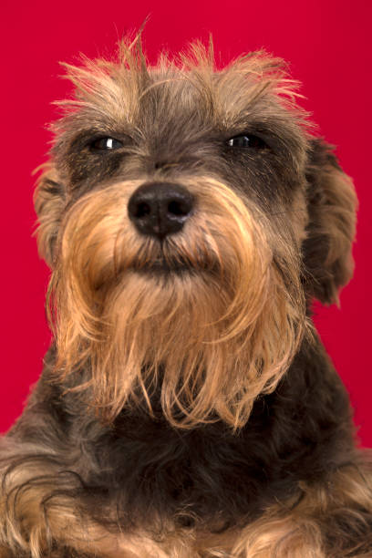 gray schnauzer dog with angry attitude - dachshund dog sadness sitting imagens e fotografias de stock