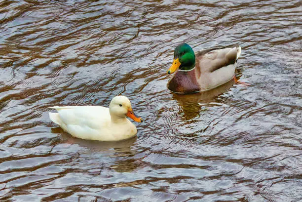 White female duck with a normal ringneck mallard male in water in Burlington, Ontario, Canada