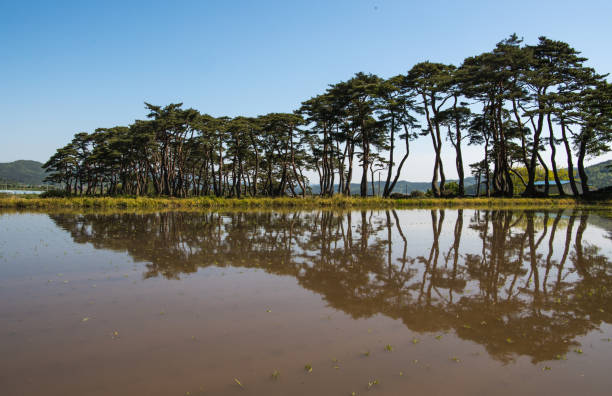 istock Pine fields and reflections of Unyeo Beach, Anmyeondo 1357980859