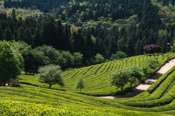 Boseong Green Tea Field with beautiful green mountain ridges stock photo