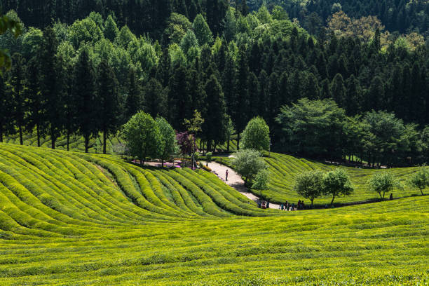 istock Boseong Green Tea Field with beautiful green mountain ridges 1357985496