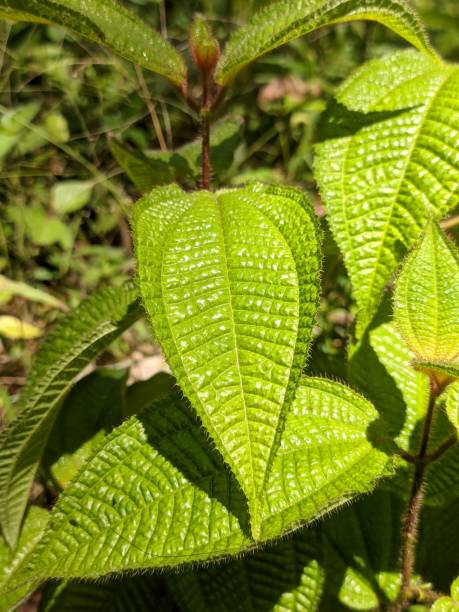 istock Clidemia hirta plants In the morning 1357988139