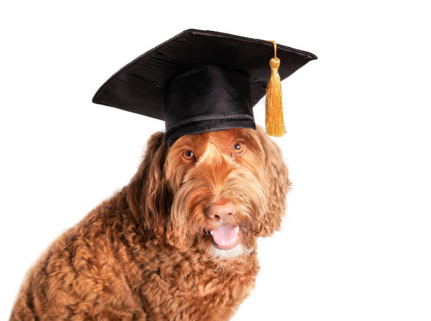 chien labradoodle avec chapeau de graduation avec gland. - dog graduation hat school photos et images de collection