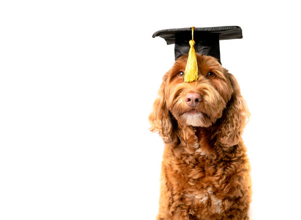 chien labradoodle avec chapeau de graduation et gland jaune devant les yeux. - dog graduation hat school photos et images de collection