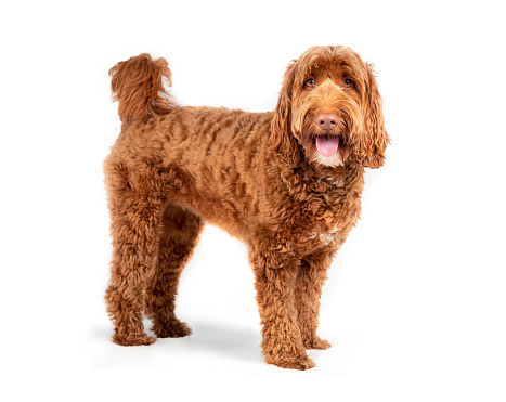 Medium to large female adult Labradoodle dog looking at camera. Happy or excited dog expression. Fluffy curled red fur. Selective focus.