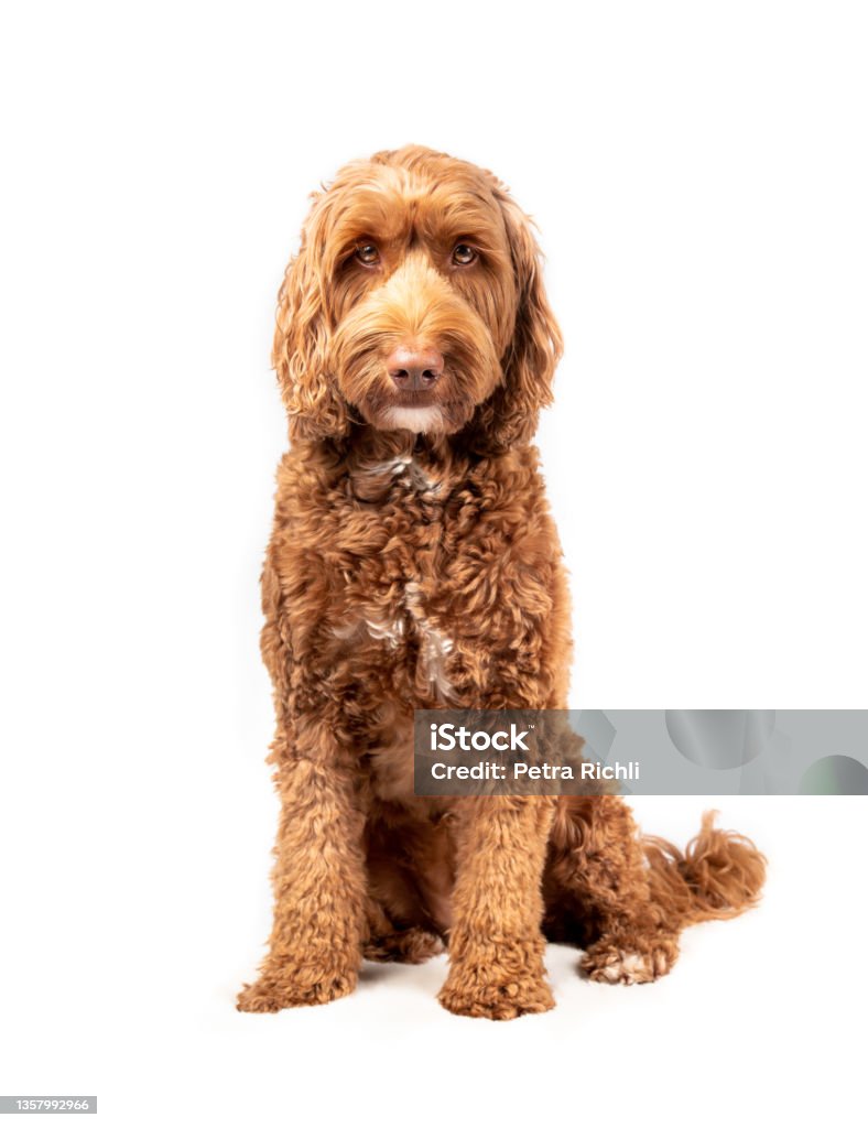 Isolated dog sitting straight with serious expression, while looking at camera. Medium to large female adult Labradoodle dog with beautiful brown eyes and fluffy curled brown fur. Selective focus. Dog Stock Photo