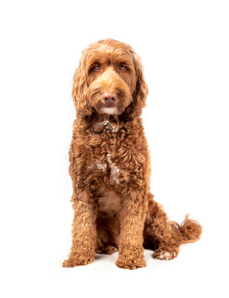 Isolated dog sitting straight with serious expression, while looking at camera. Medium to large female adult Labradoodle dog with beautiful brown eyes and fluffy curled brown fur. Selective focus. labradoodle stock pictures, royalty-free photos & images