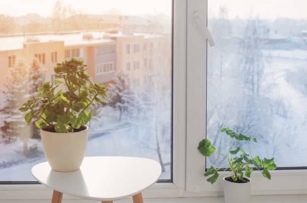 istock green house plants by window in winter 1357995286