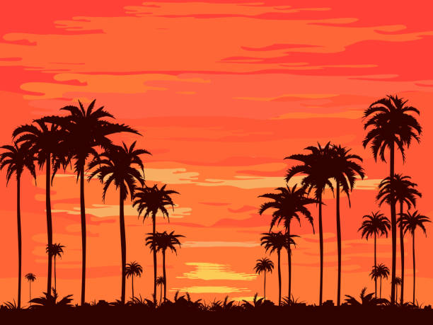 der abend am strand sommer orangenhimmel und kokospalmenschatten - palm tree tree summer sky stock-grafiken, -clipart, -cartoons und -symbole
