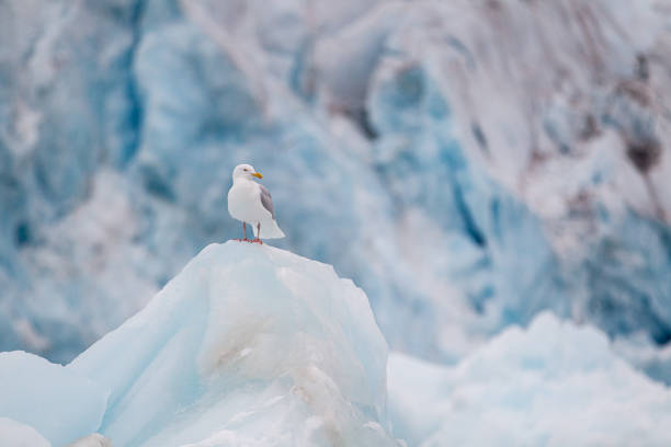 istock Glaucous Gulls resting on the floating glacial ice in the Arctic ocean 1357998070