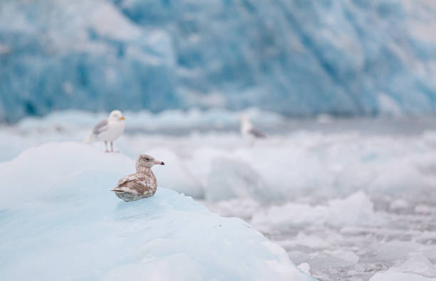 istock Glaucous Gulls resting on the floating glacial ice in the Arctic ocean 1357998074