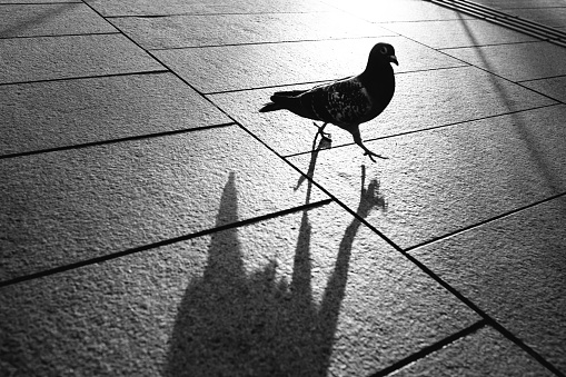 Walking pigeon silhouette and shadow