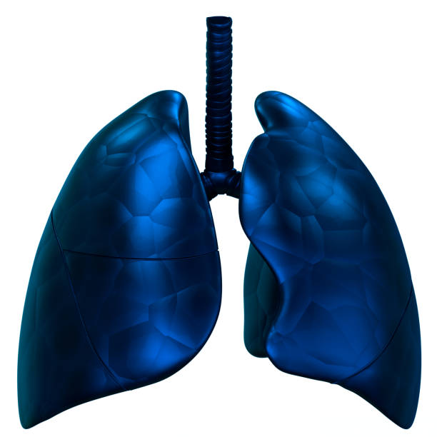 istock Human Respiratory System Lungs Anatomy 1358001145