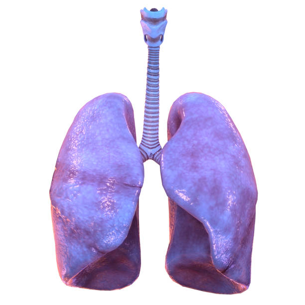 istock Human Respiratory System Lungs Anatomy 1358001151