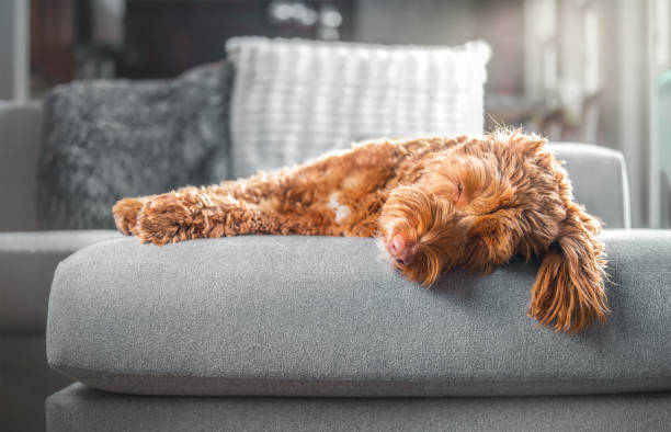 istock Adult labradoodle dog sleeping on sofa in sunlight. 1358001924