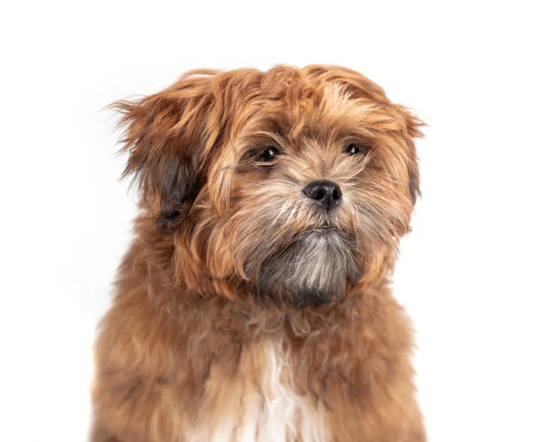 istock Shichon teddy bear puppy headshot. 1358001979