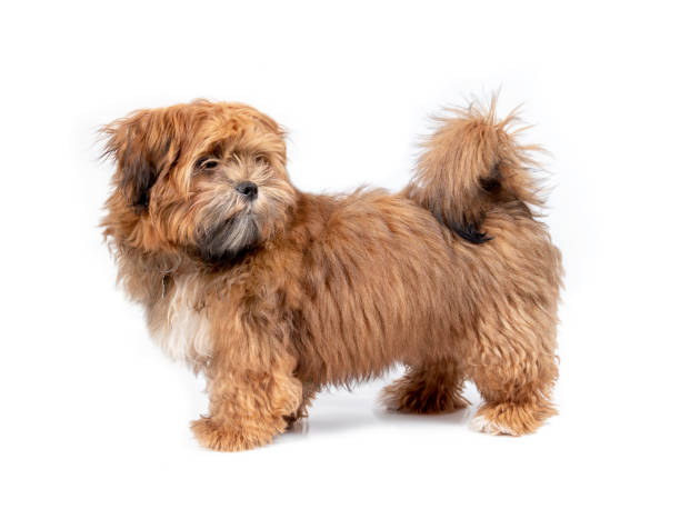 Messy Hair Dog Stock Photos, Pictures & Royalty-Free Images - iStock Messy Hair Dog Stock Photos, Pictures & Royalty-Free Images - iStock